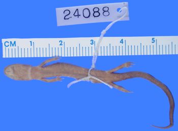 Media type: image; Herpetology A-24088